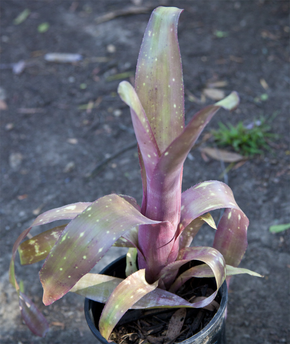 Billbergia HenryTeusher